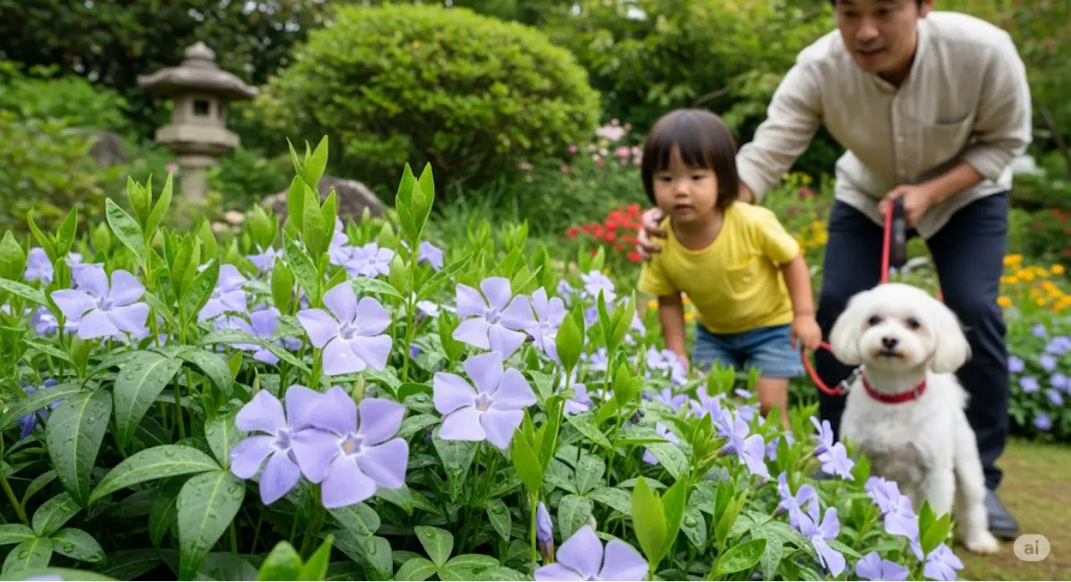 ニチニチソウの毒性に関する基本情報