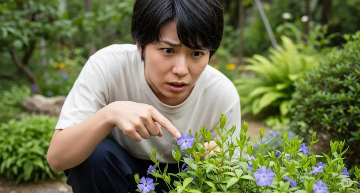 ニチニチソウには毒がある？