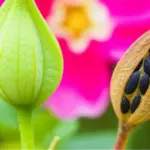 ニチニチソウの種取り完全ガイド！時期や方法、保存のコツ