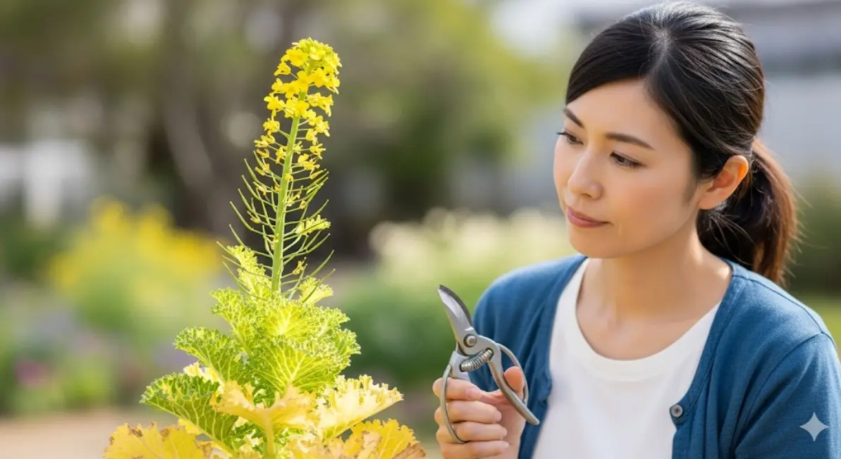 葉牡丹を植えっぱなし！春になり花が終わったらどうする？