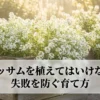 アリッサムの失敗を防ぐ育て方を解説する表紙スライド
