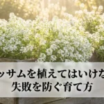 アリッサムの失敗を防ぐ育て方を解説する表紙スライド