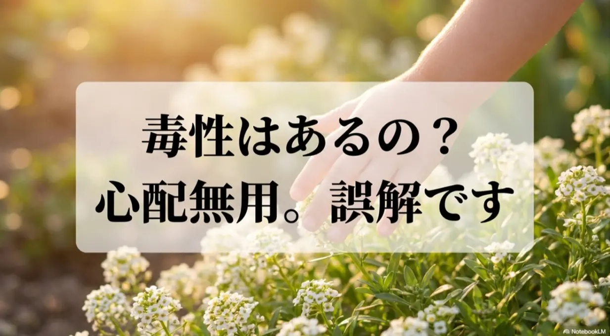アリッサムに毒性があるというのは誤解であるという解説スライド
