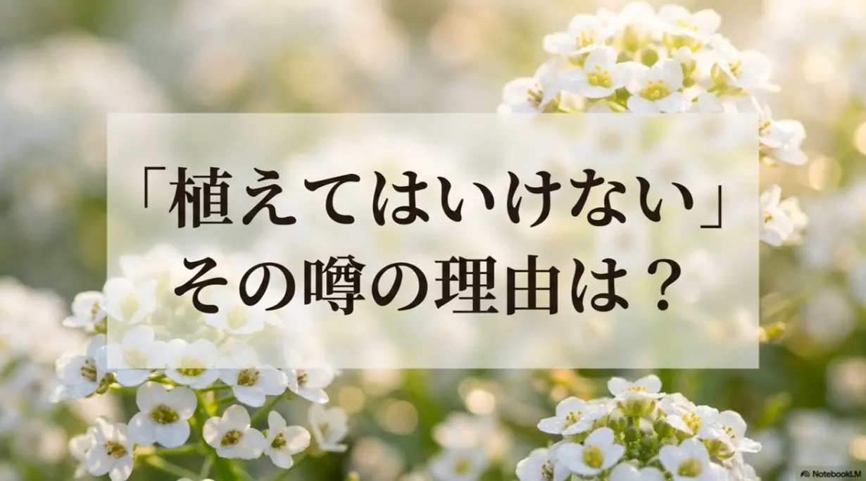 アリッサムを植えてはいけないと言われる噂の理由についての解説スライド