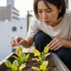 プランターのほうれん草が大きくならない？原因と対策を徹底解説