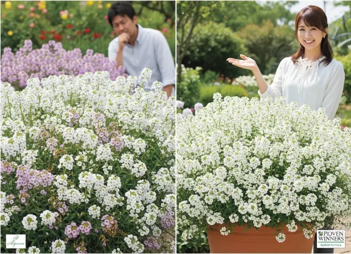 アリッサムは植えてはいけない？スーパーアリッサムという選択肢