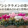 ガーデンシクラメンの寄せ植えをおしゃれに仕上げる組み合わせと管理のコツを解説する表紙スライド