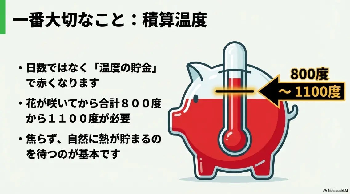 花が咲いてから合計800度から1100度の積算温度が必要であることを示す