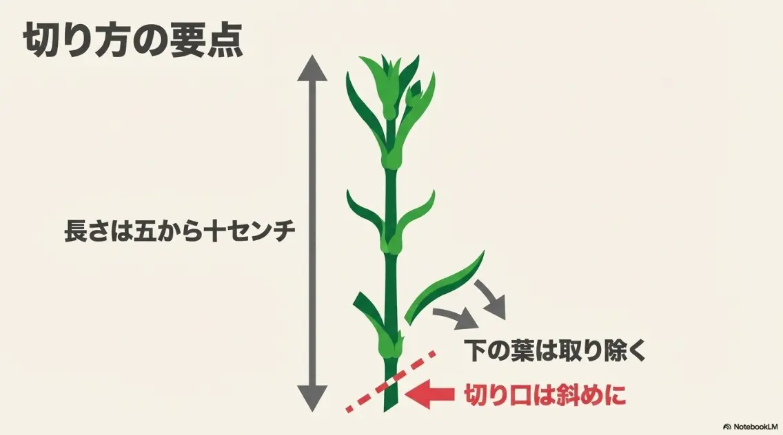 カーネーションの挿し木の手順(茎のカットから土への植え付けまで)