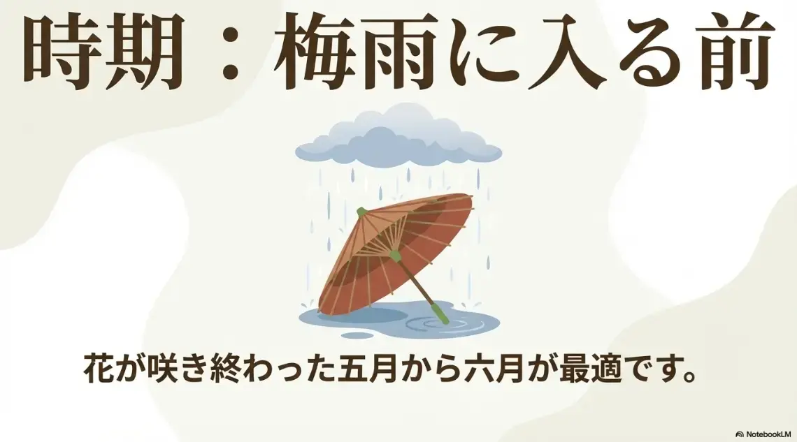 カーネーションの夏越し対策として梅雨入り前に行う切り戻し