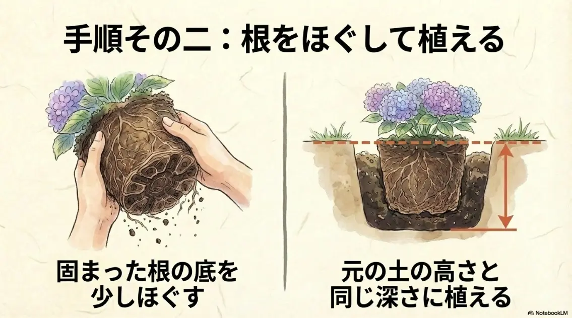 紫陽花の地植え手順2。固まった根の底を少しほぐし、元の土の高さと同じ深さに植える