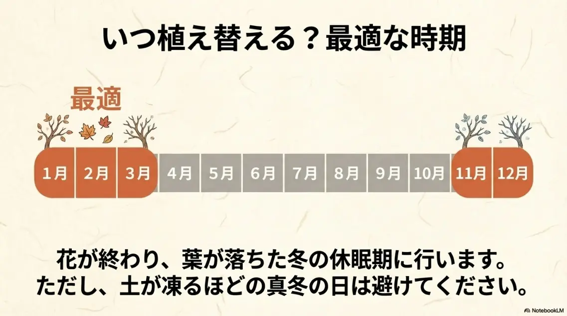 紫陽花の植え替え時期の図解。花が終わり葉が落ちた11月から3月の冬の休眠期が最適