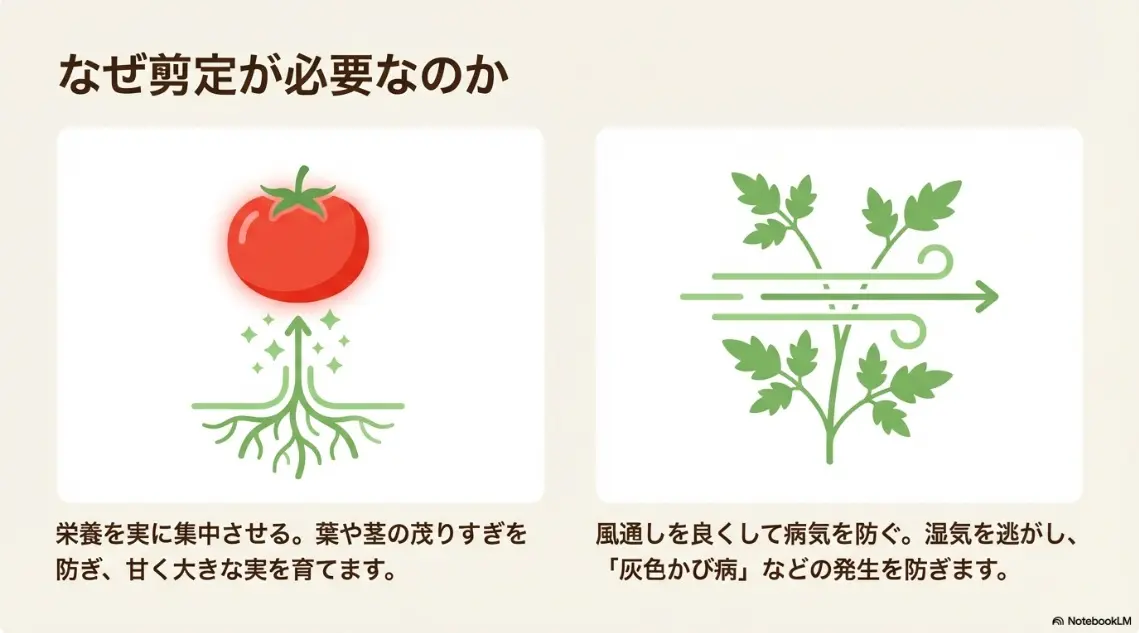 ミニトマトの剪定が必要な理由として、栄養を実に集中させることと、風通しを良くして灰色かび病を防ぐことを説明したスライド