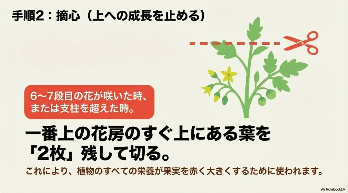 ミニトマトの摘心について、6〜7段目の花が咲いた時に一番上の花房の上の葉を2枚残して切る手順を図解したスライド