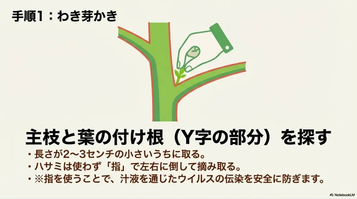 主枝と葉の付け根のY字部分にあるわき芽を、2〜3センチのうちに指で摘み取る方法を解説したスライド