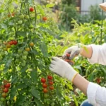 ミニトマトの剪定のやり方｜美味しい実がなる時期と手順を徹底解説