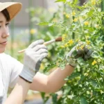 ミニトマトの花が咲いたら！豊作のカギとなる管理と受粉のコツとは？