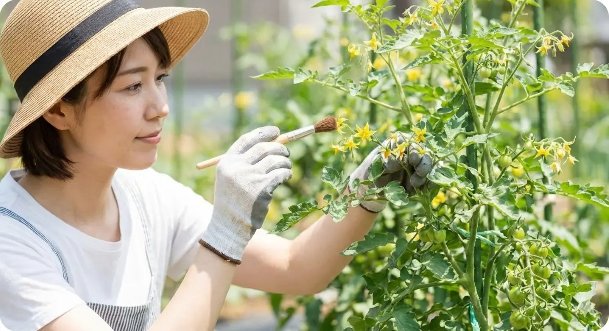 ミニトマトの花が咲いたら！豊作のカギとなる管理と受粉のコツとは？