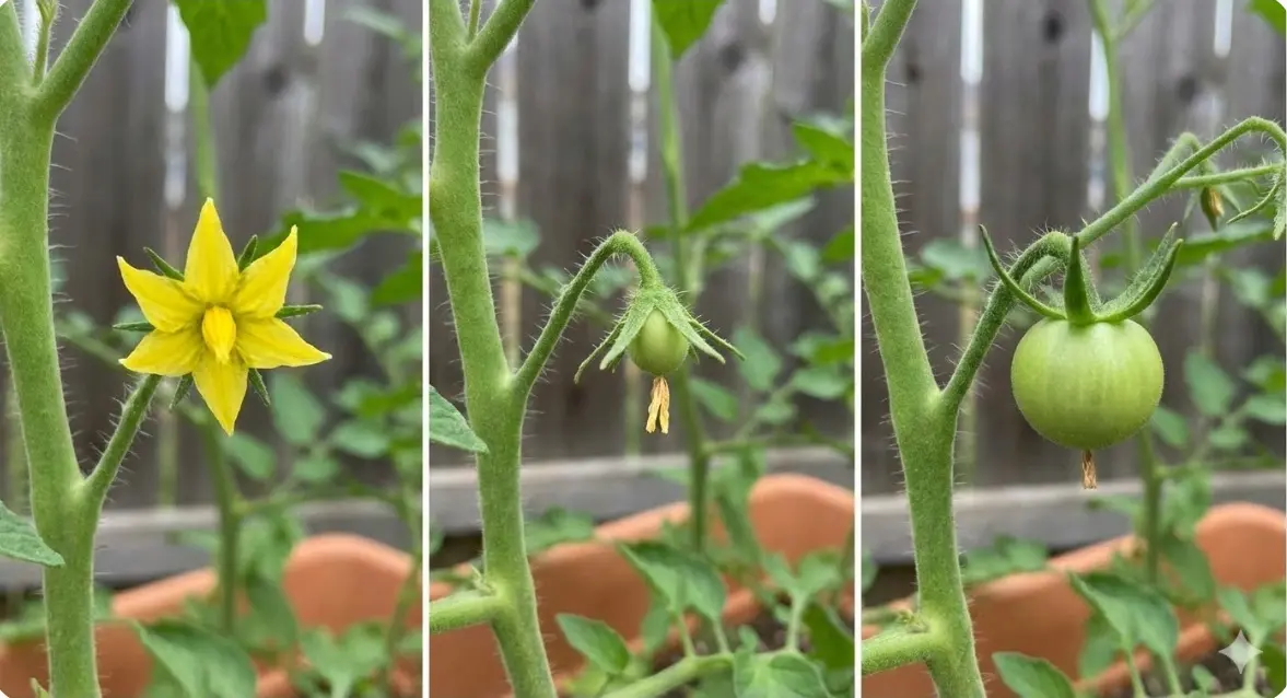 ミニトマトの花から実になるまでの変化
