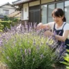 ラベンダーの地植えで失敗しない！枯らさず長く育てるコツとは？