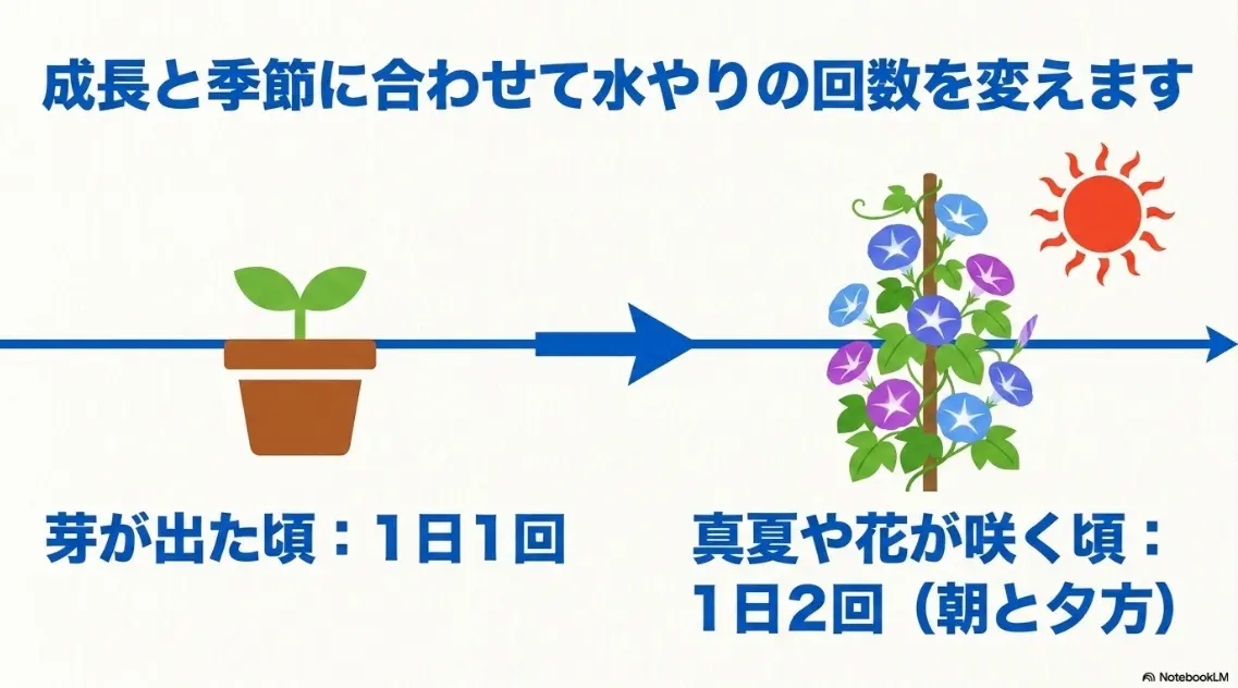 成長と季節に合わせた朝顔の水やりの回数