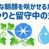 綺麗な朝顔を咲かせるための水やりと留守中の対策