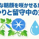 綺麗な朝顔を咲かせるための水やりと留守中の対策