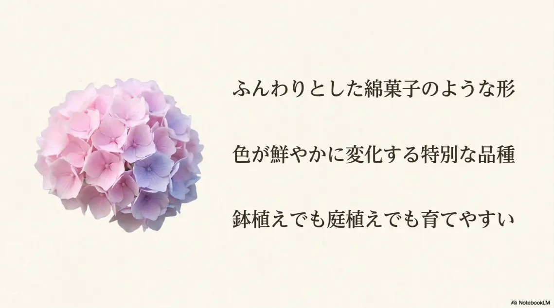 綿菓子のような形で色が鮮やかに変化する紫陽花コットンキャンディ