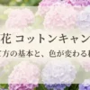 紫陽花コットンキャンディの育て方の基本と色が変わる秘密