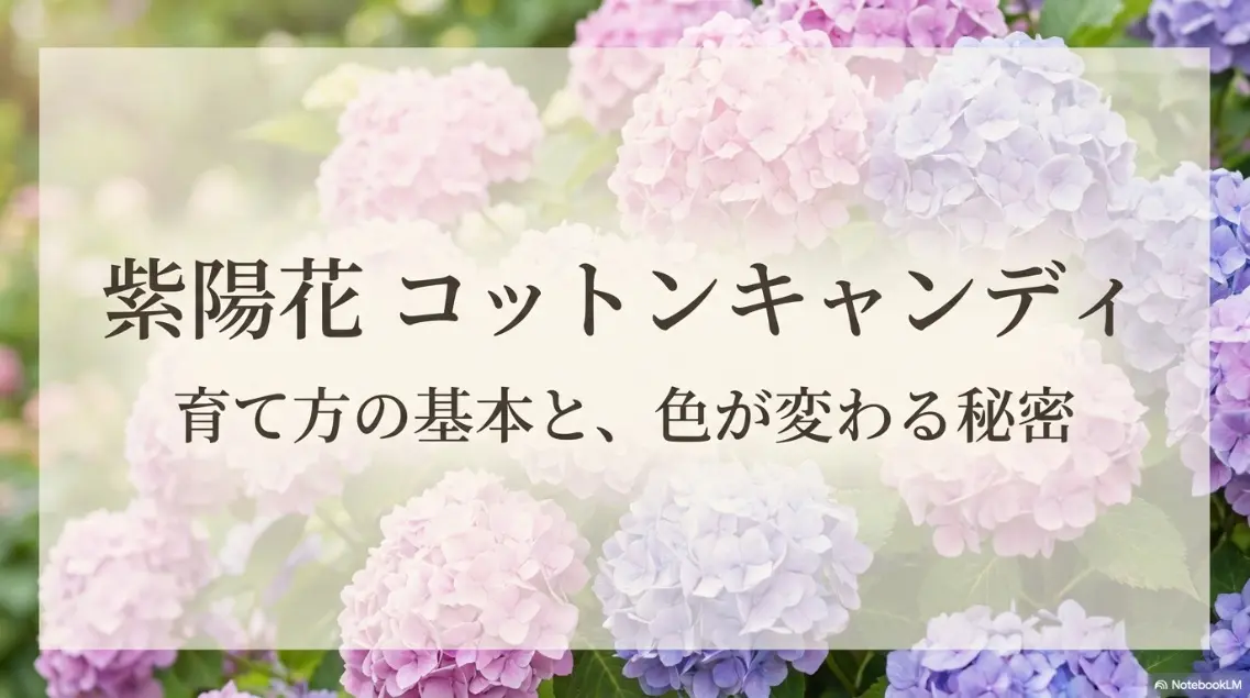 紫陽花コットンキャンディの育て方の基本と色が変わる秘密