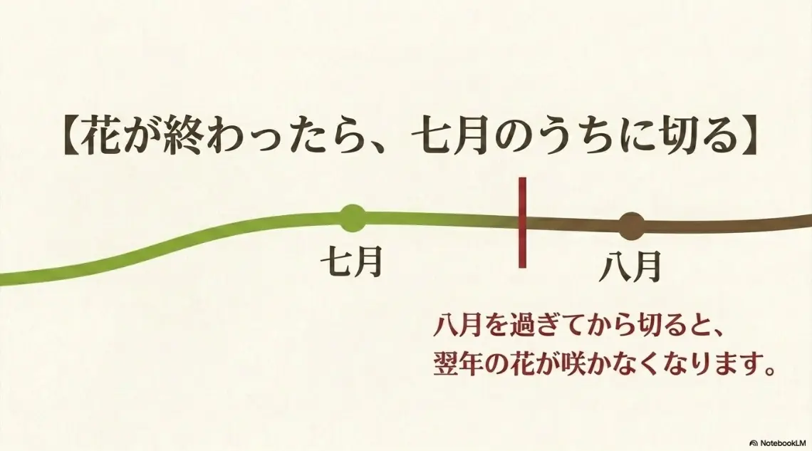 紫陽花コットンキャンディは翌年の花を咲かせるため7月のうちに剪定する