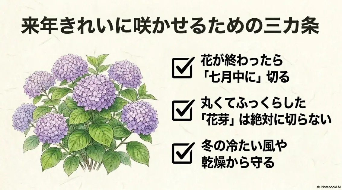 紫陽花を来年きれいに咲かせるための三カ条（7月中に切る、花芽は絶対に切らない、冬の冷風や乾燥から守る）をまとめたスライド