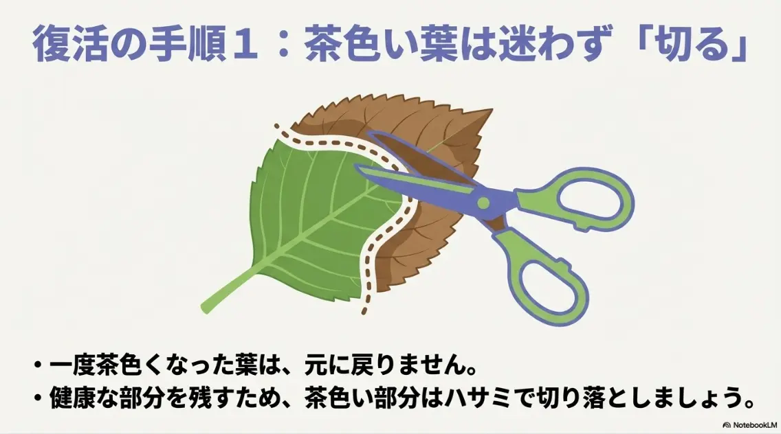 紫陽花の茶色くなった葉は元に戻らないため、ハサミで切り落とす手順を説明した画像