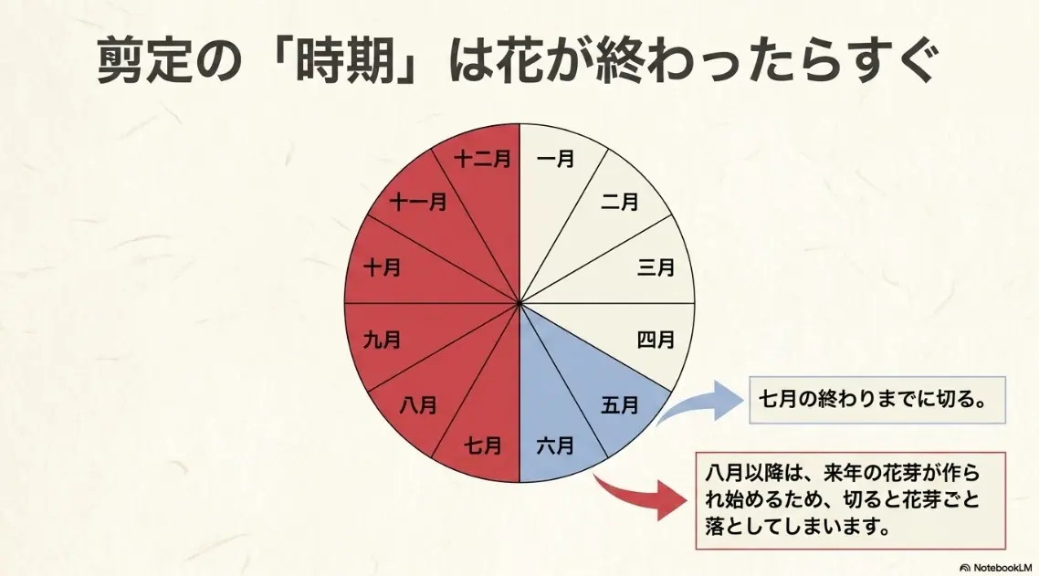 紫陽花の剪定時期は花が終わったらすぐ行い、来年の花芽が作られ始める前の7月の終わりまでに切ることを図解したスライド