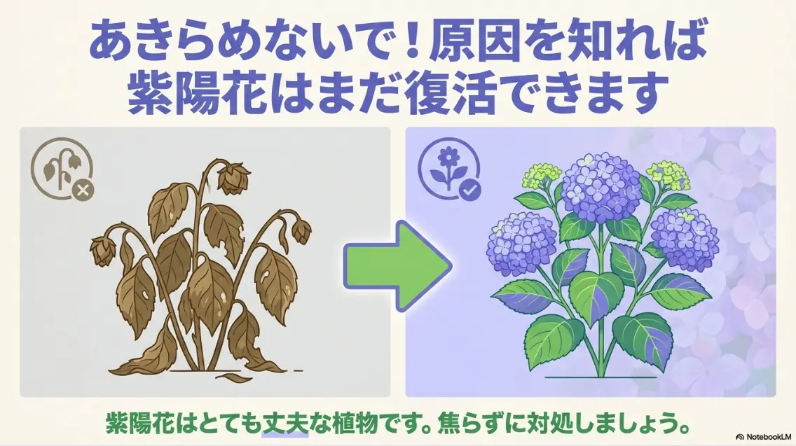 枯れかけた紫陽花は原因を知れば復活できることを伝える励ましのスライド