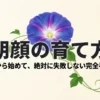 朝顔の育て方〜種から始めて絶対に失敗しない完全手順〜