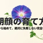 朝顔の育て方〜種から始めて絶対に失敗しない完全手順〜