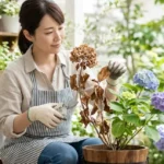 紫陽花が枯れる原因と復活方法！茶色い葉の対処法と切り戻しを解説