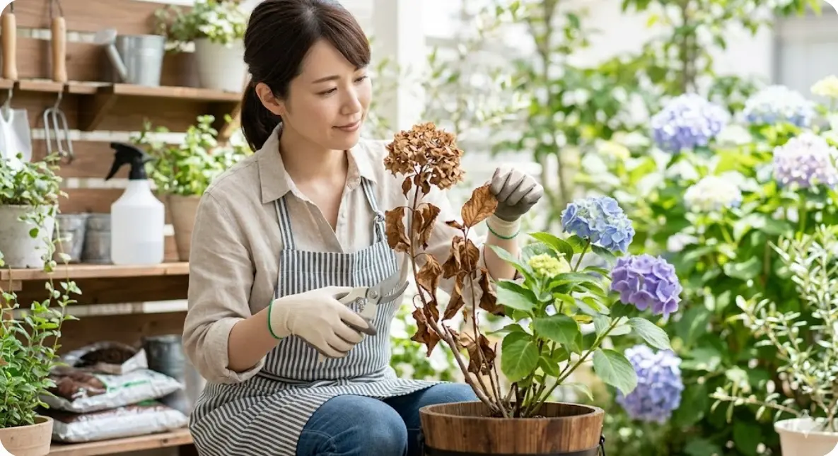 紫陽花が枯れる原因と復活方法！茶色い葉の対処法と切り戻しを解説