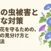 朝顔の虫被害の種類別見分け方と安全な駆除方法を解説するガイドの表紙画像。