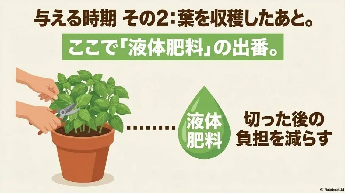 バジルの葉を収穫した後の追肥には液体肥料を使用する