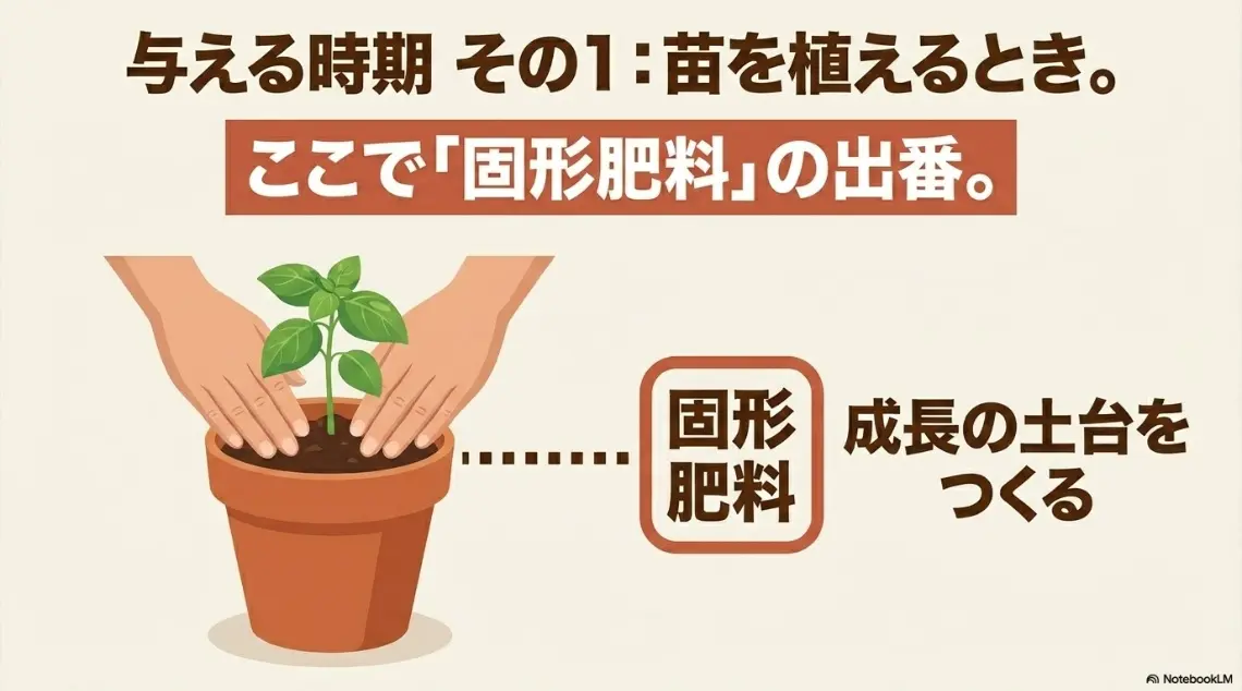 バジルの苗を植える時は成長の土台をつくる固形肥料を使用する