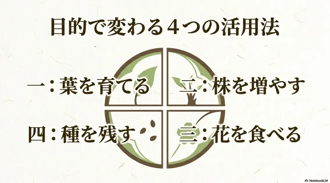葉を育てる、株を増やす、種を残す、花を食べるといったバジルの花の4つの活用法