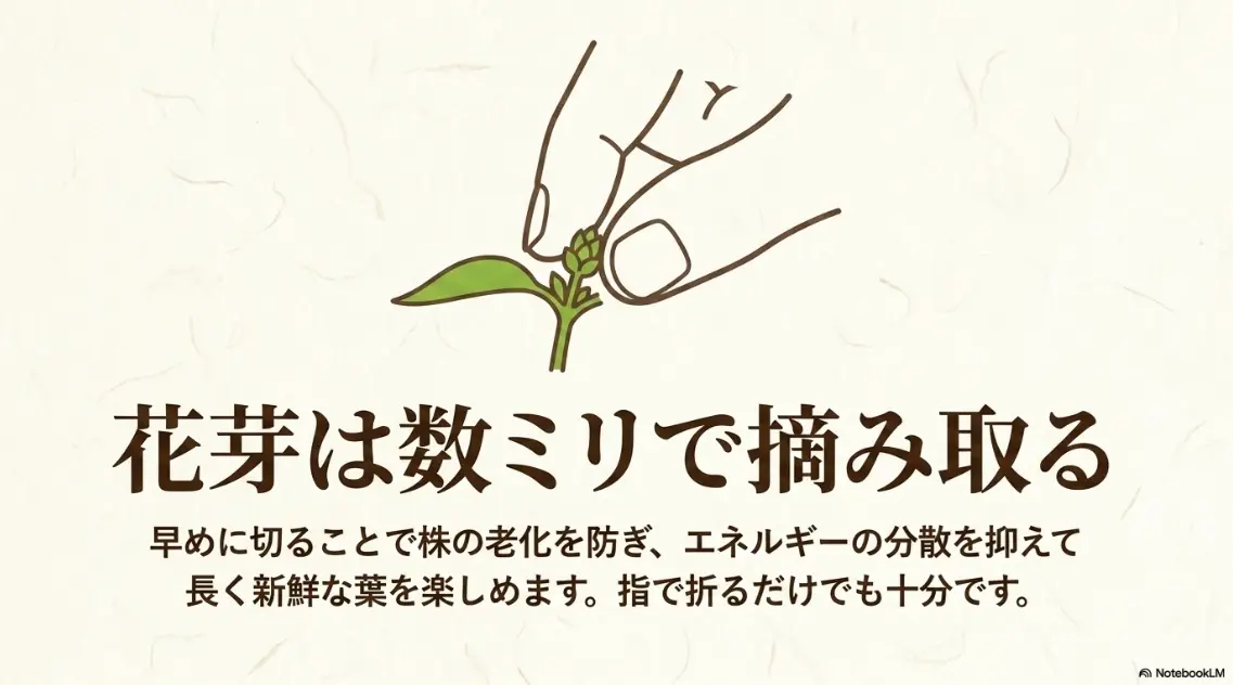 バジルの花芽は数ミリの段階で指で摘み取るのがコツ