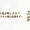 バジルの花が咲いたら？摘み取りから種の収穫までを解説したマニュアル