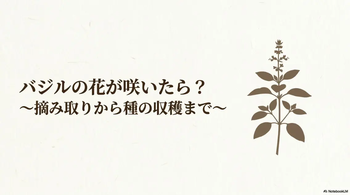 バジルの花が咲いたら？摘み取りから種の収穫までを解説したマニュアル