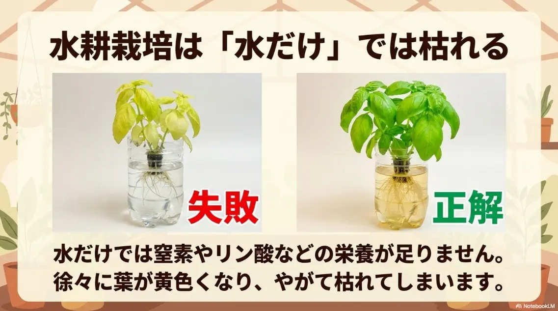 バジルの水耕栽培は水だけでなく肥料が必要
