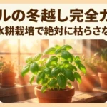 バジルの冬越し完全ガイド！室内や水耕栽培で枯らさないコツ