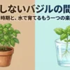 失敗しないバジルの間引きと水で育てるもう一つの楽しみ方