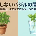 失敗しないバジルの間引きと水で育てるもう一つの楽しみ方